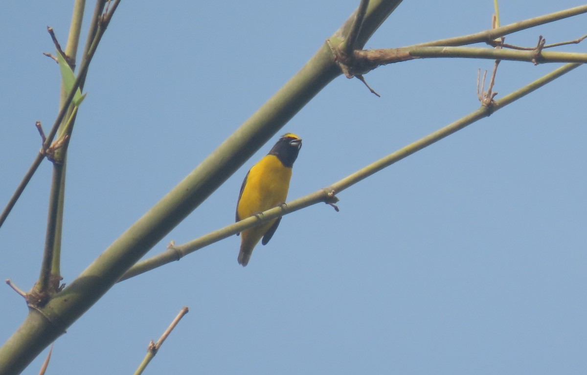 Scrub Euphonia - ML641899227