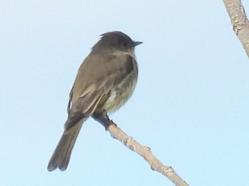 gråfibi - ML641899235