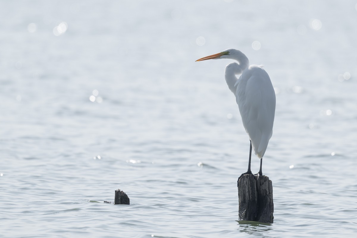 Great Egret - ML641899236