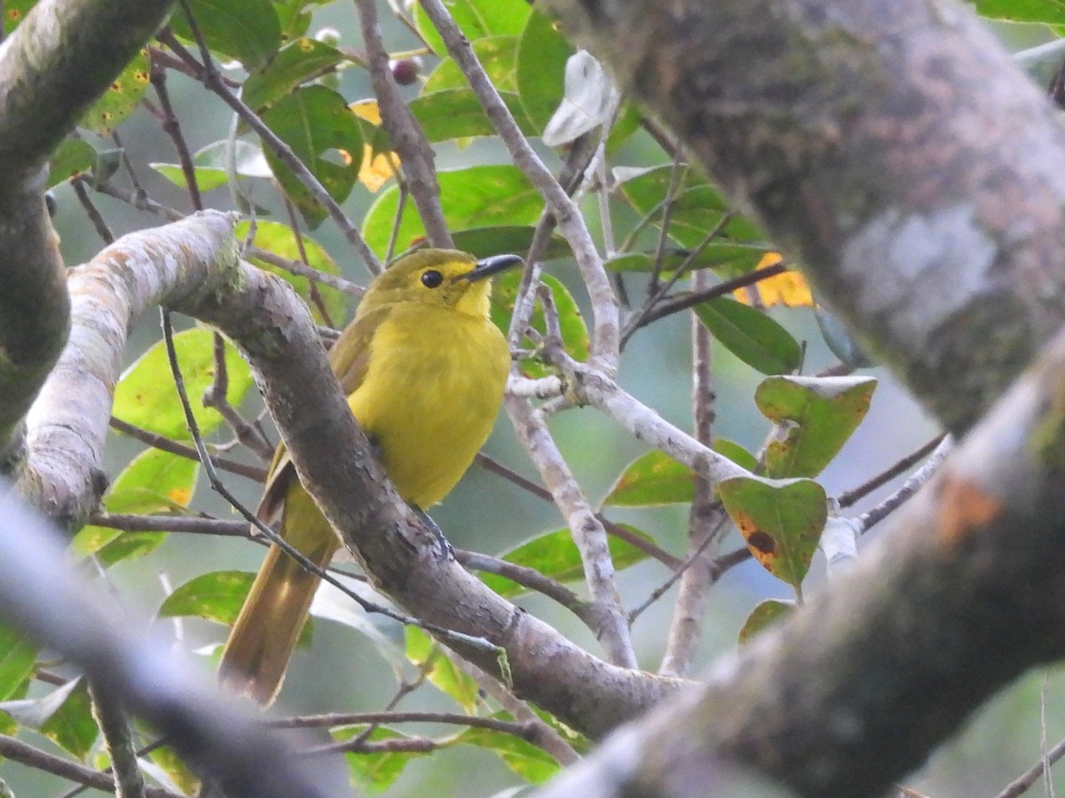 Yellow-browed Bulbul - ML641899241