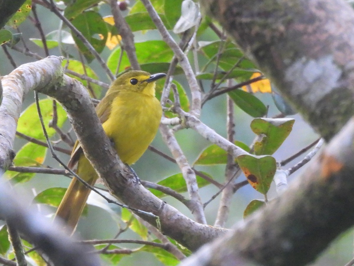 Yellow-browed Bulbul - ML641899242