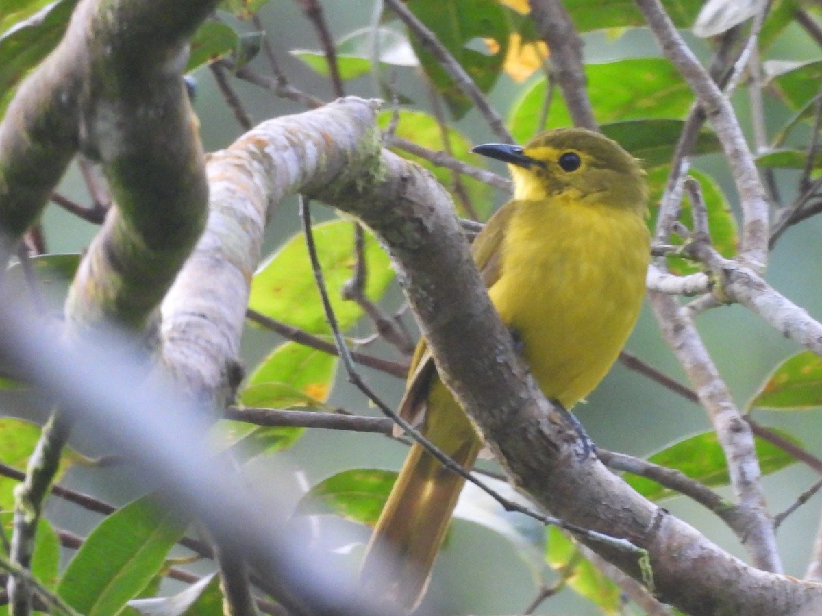 Yellow-browed Bulbul - ML641899243
