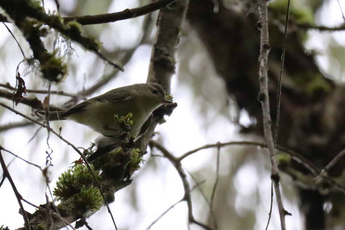 Warbling Vireo (Western) - ML641899248