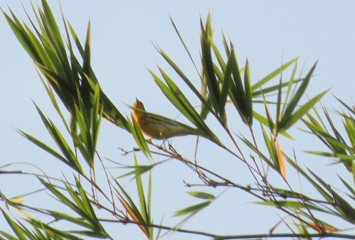 Blackburnian Warbler - ML641899277