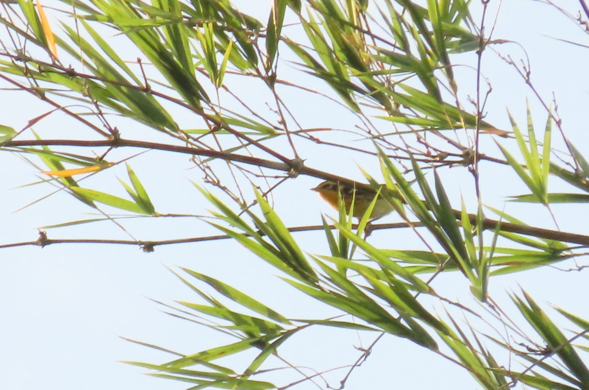 Blackburnian Warbler - ML641899279