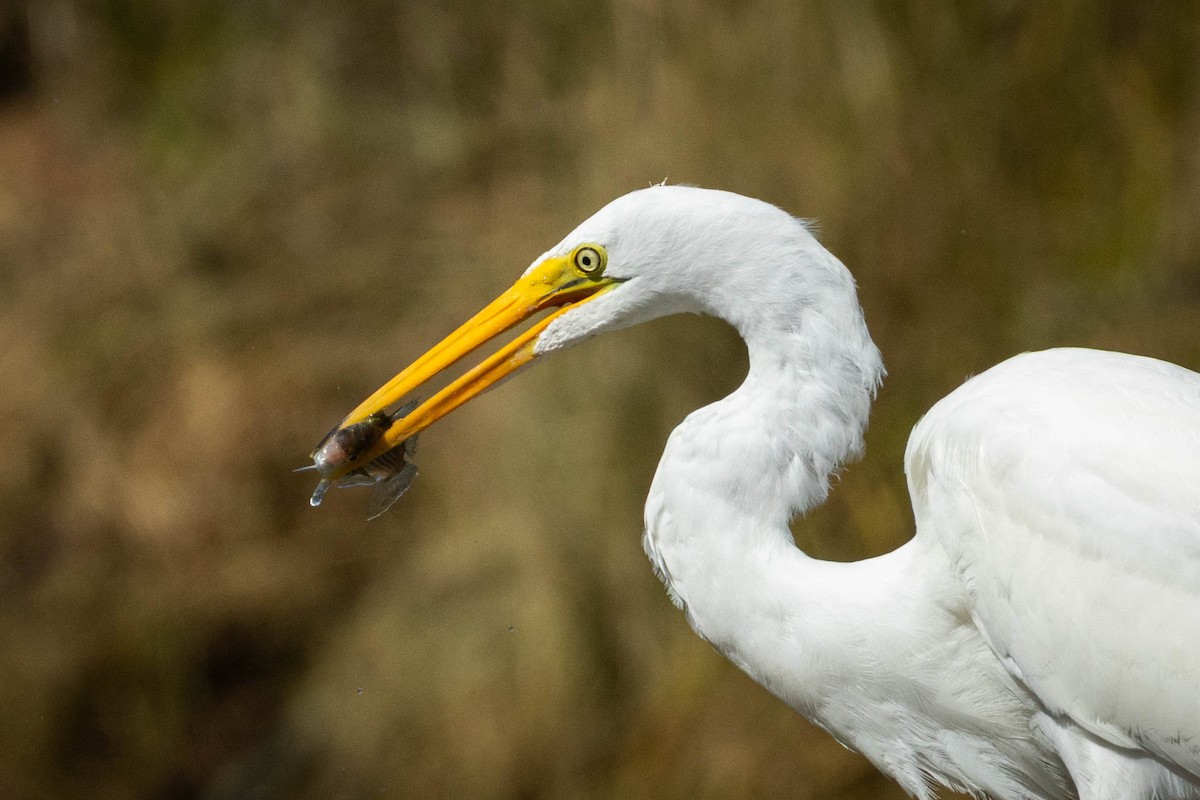 Цасч дэглий - ML641899283