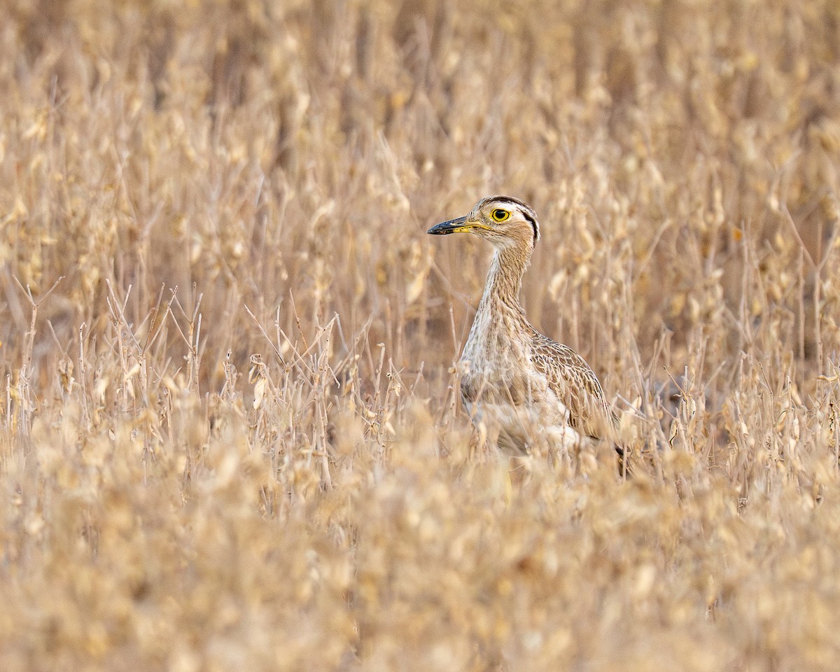 Double-striped Thick-knee - ML641899286
