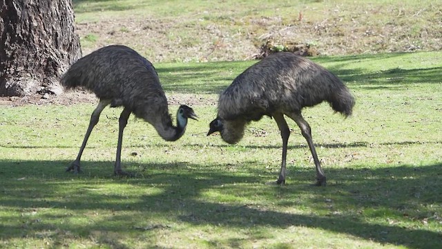 Emu - ML641899308