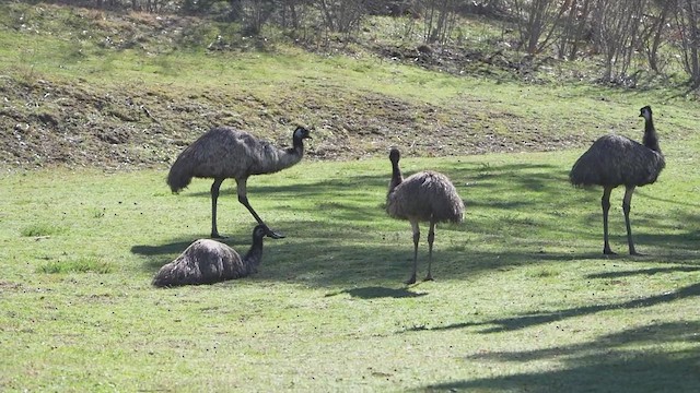 Emu - ML641899309