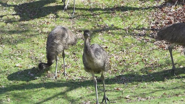 Emu - ML641899310