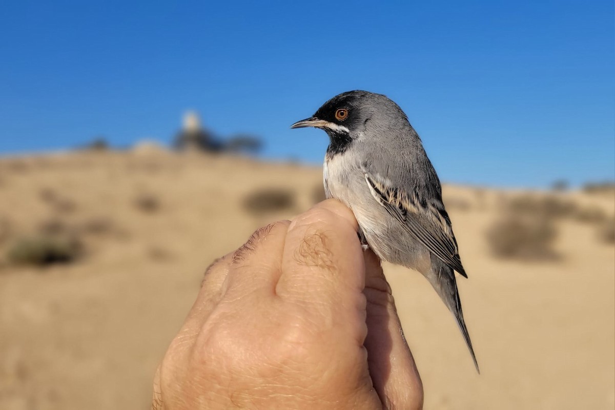 Rüppell's Warbler - ML641899343