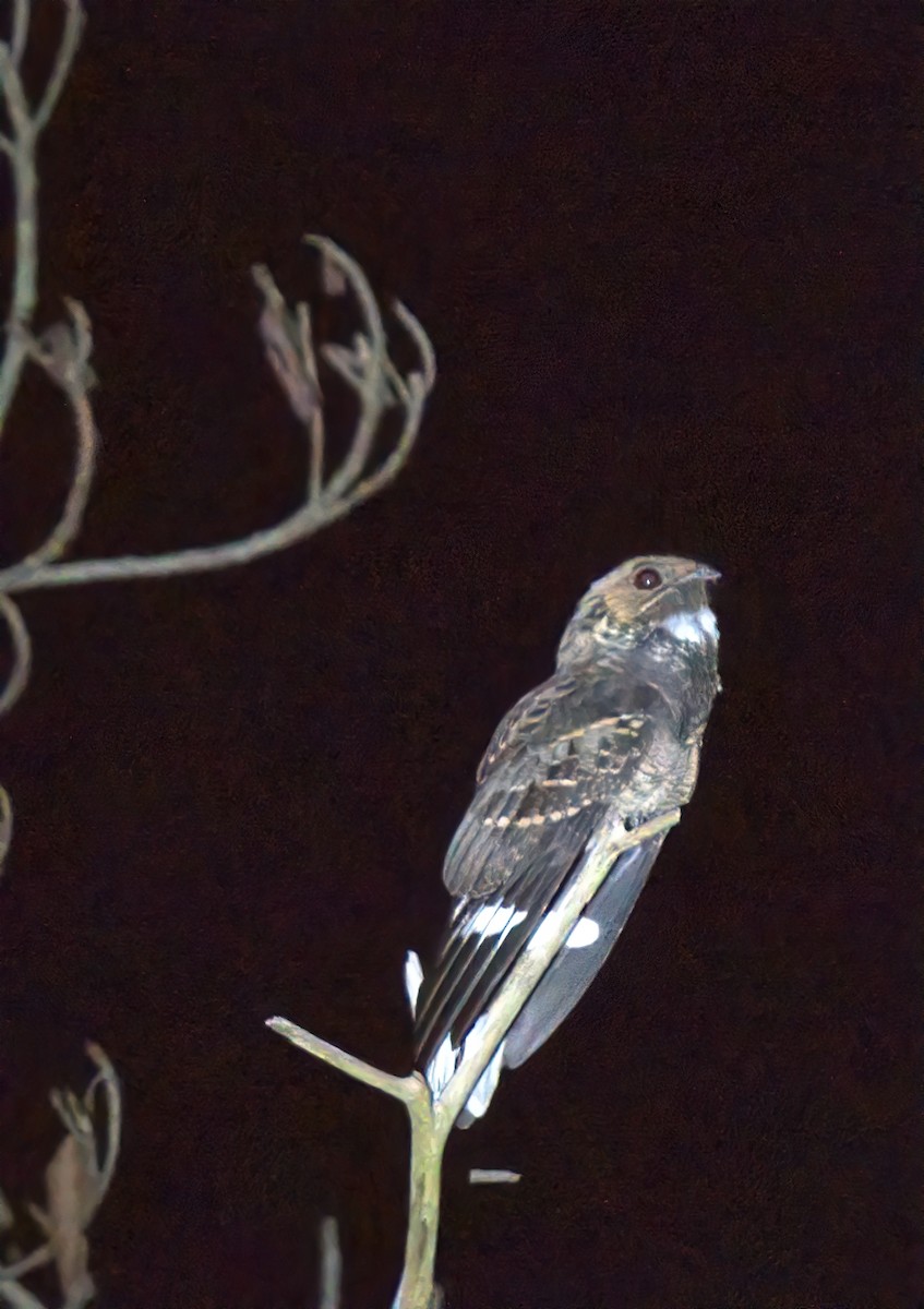 Large-tailed Nightjar - ML641899401