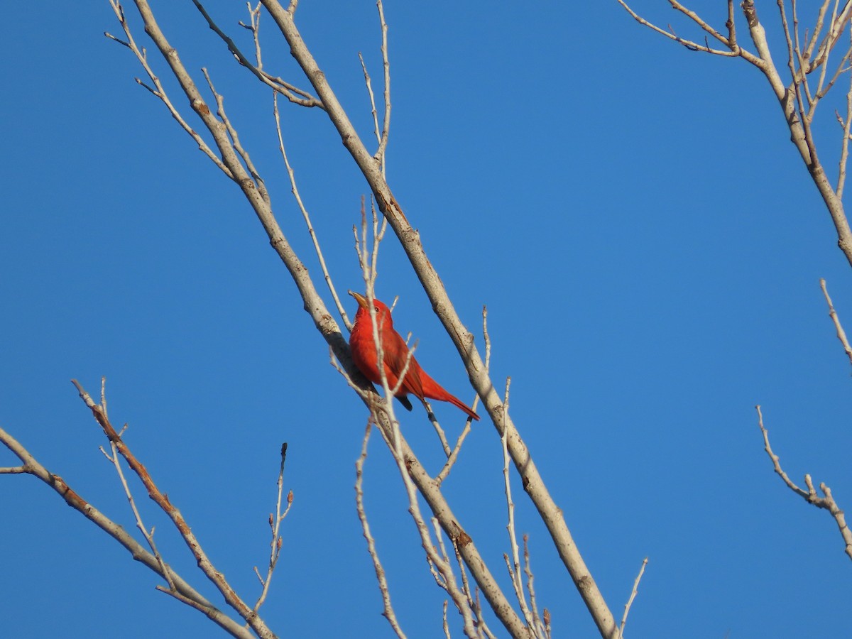 Summer Tanager - ML641899423