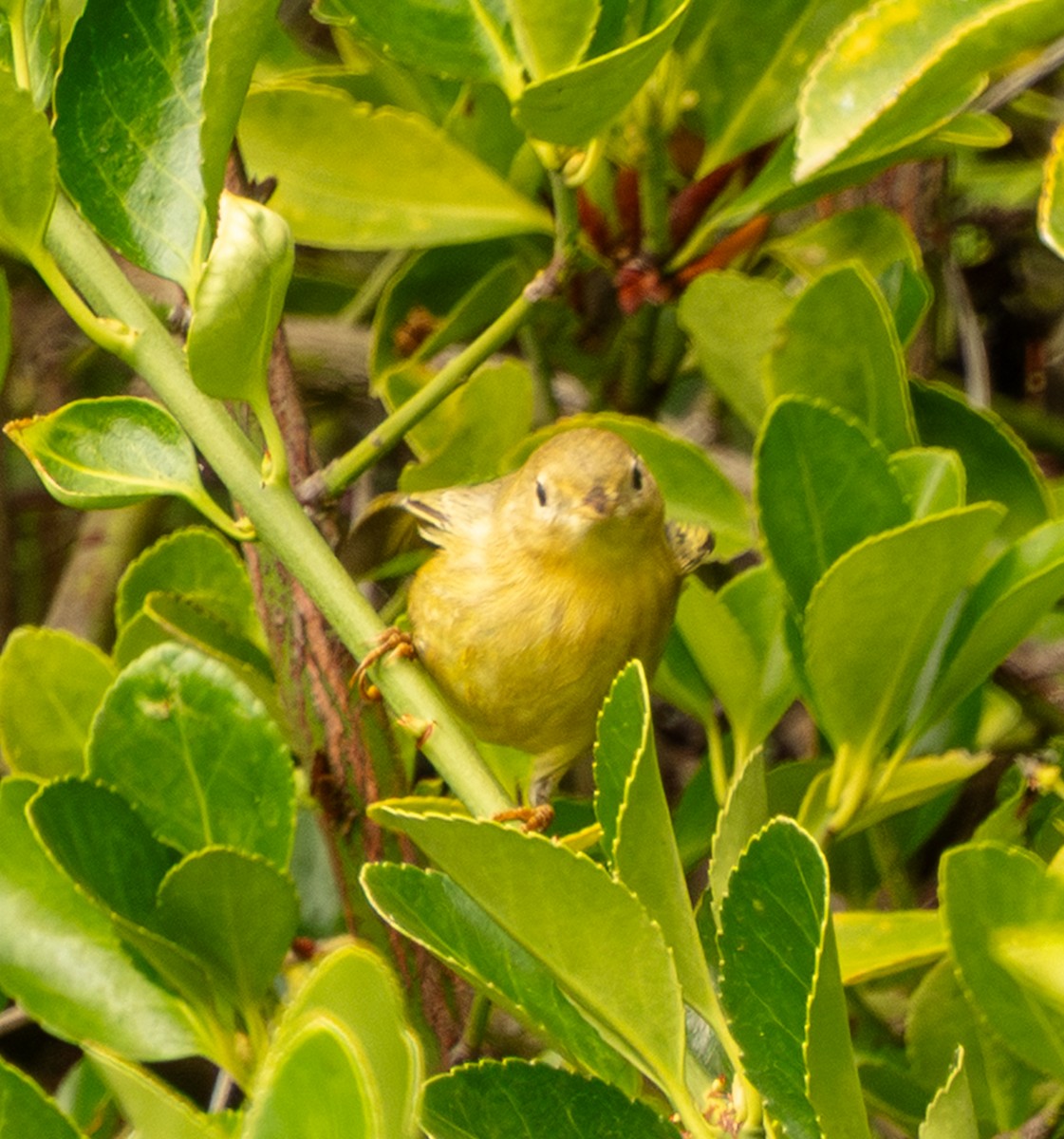 Paruline jaune - ML641899424