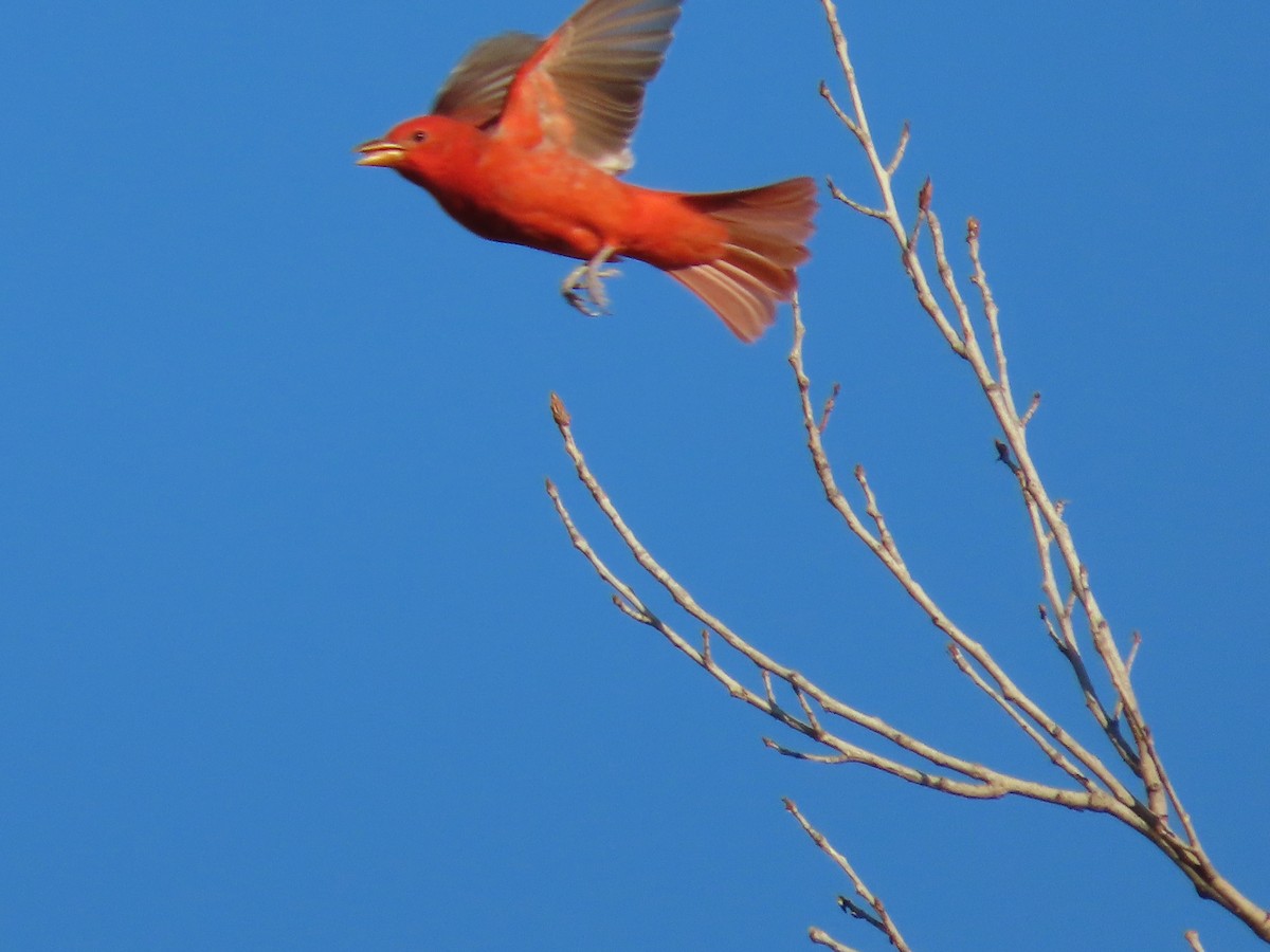 Summer Tanager - ML641899429
