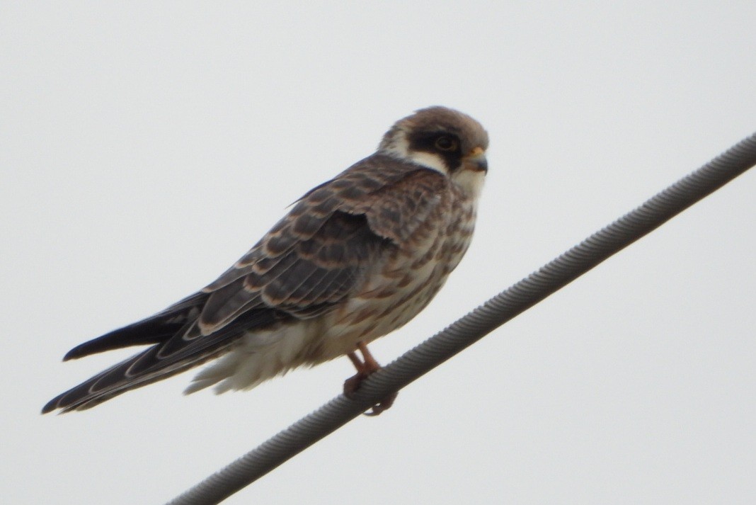 Red-footed Falcon - ML641899446