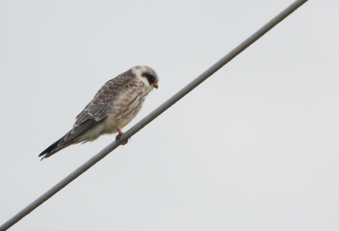 Red-footed Falcon - ML641899447