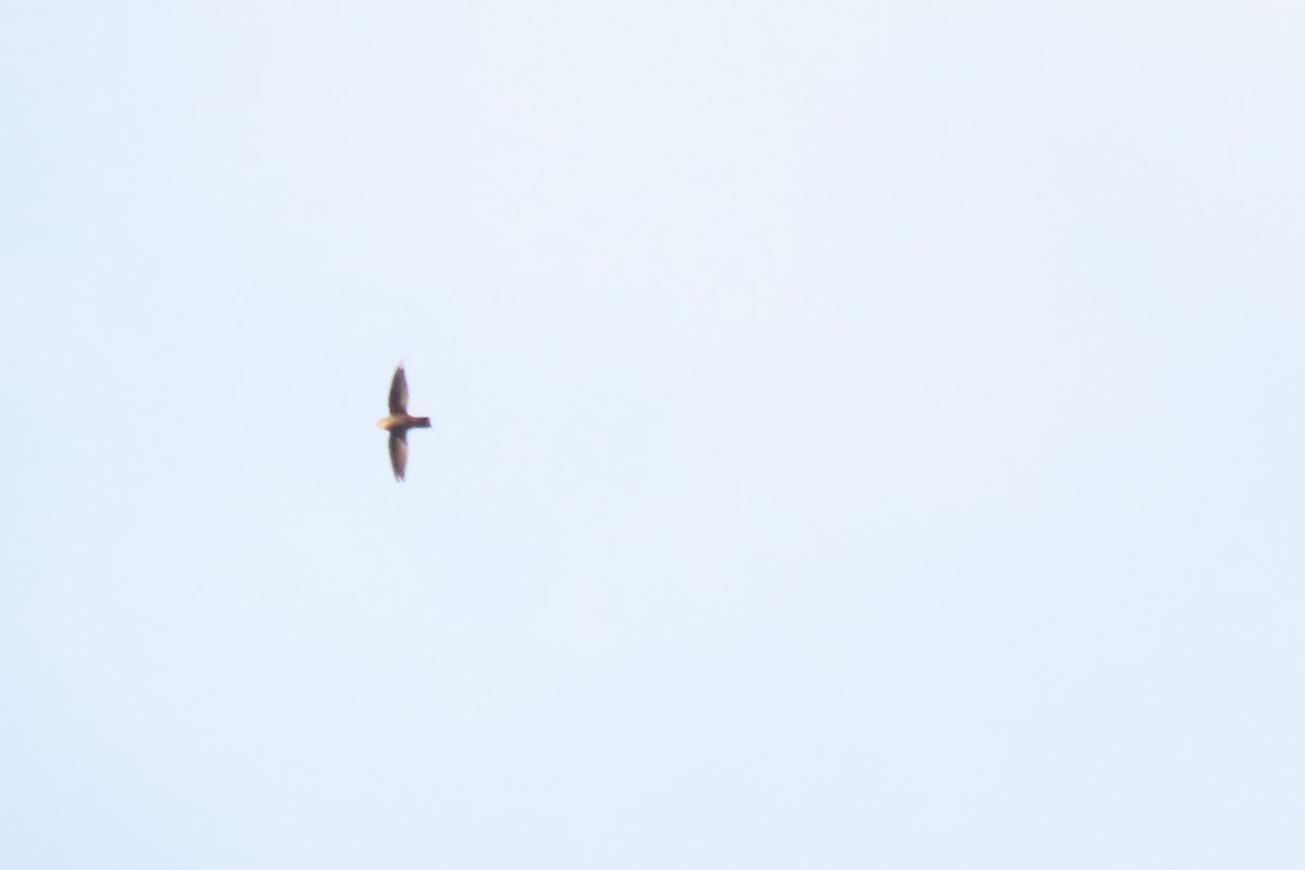 Chimney Swift - ML641899454