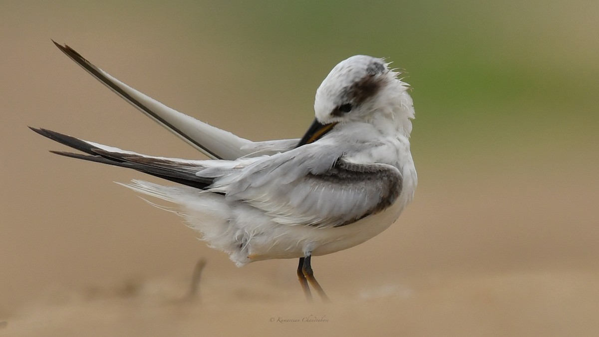 Saunders's Tern - ML641899457