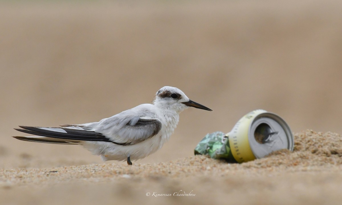 Saunders's Tern - ML641899458