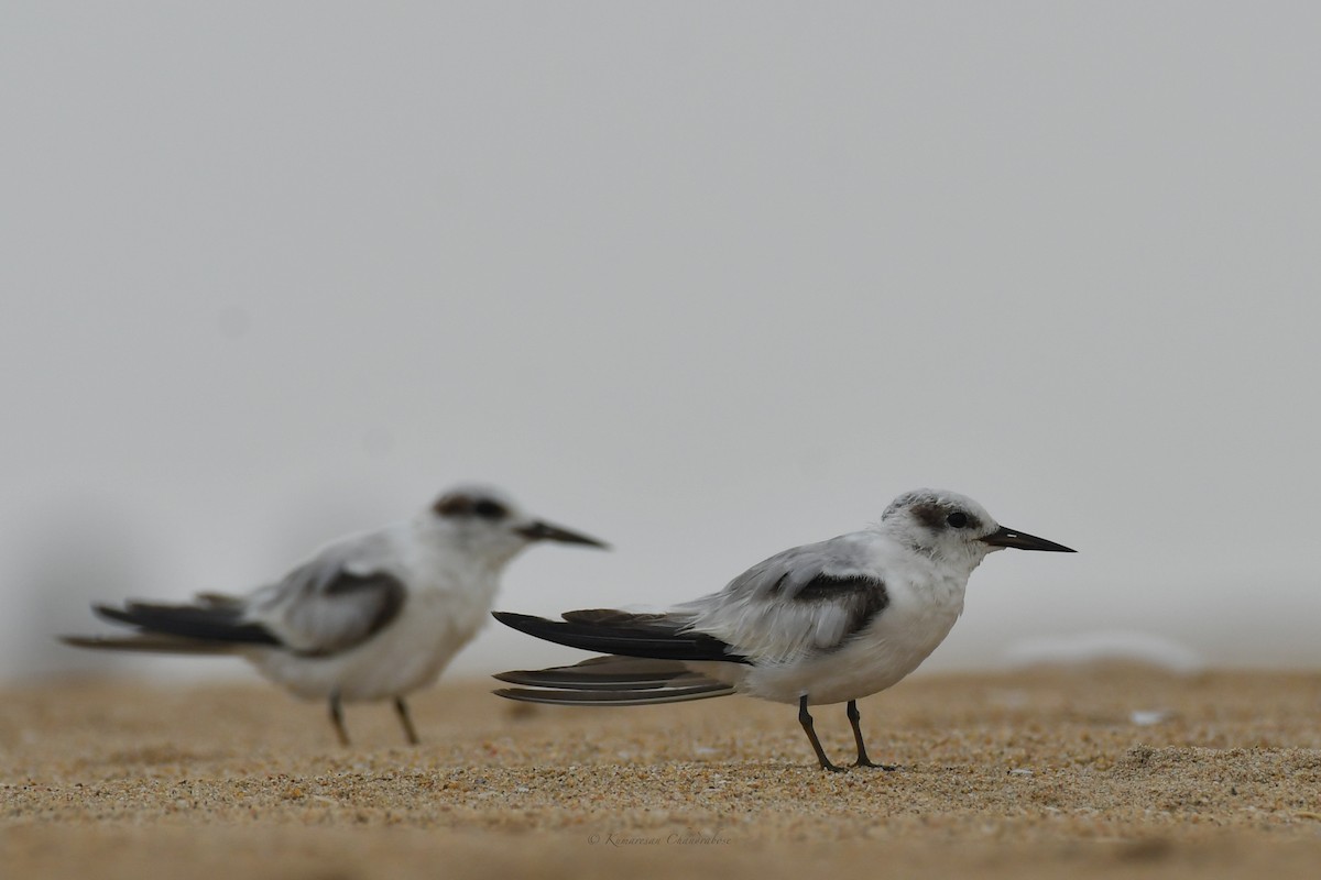 Saunders's Tern - ML641899459