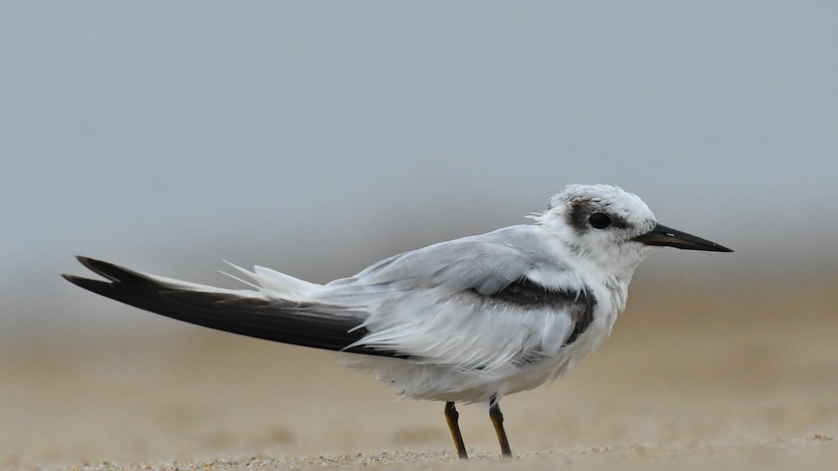 Saunders's Tern - ML641899460