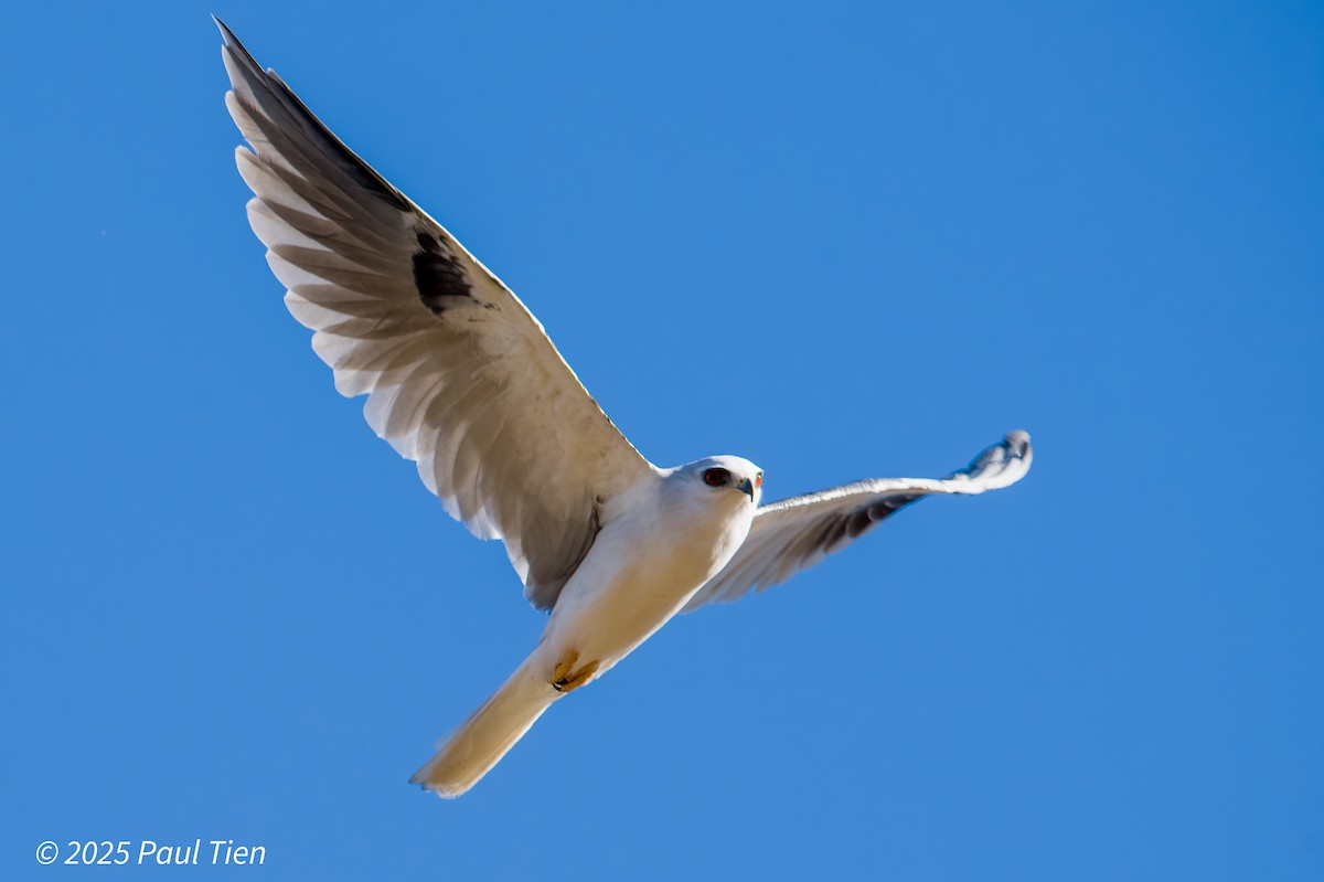 White-tailed Kite - ML641899473