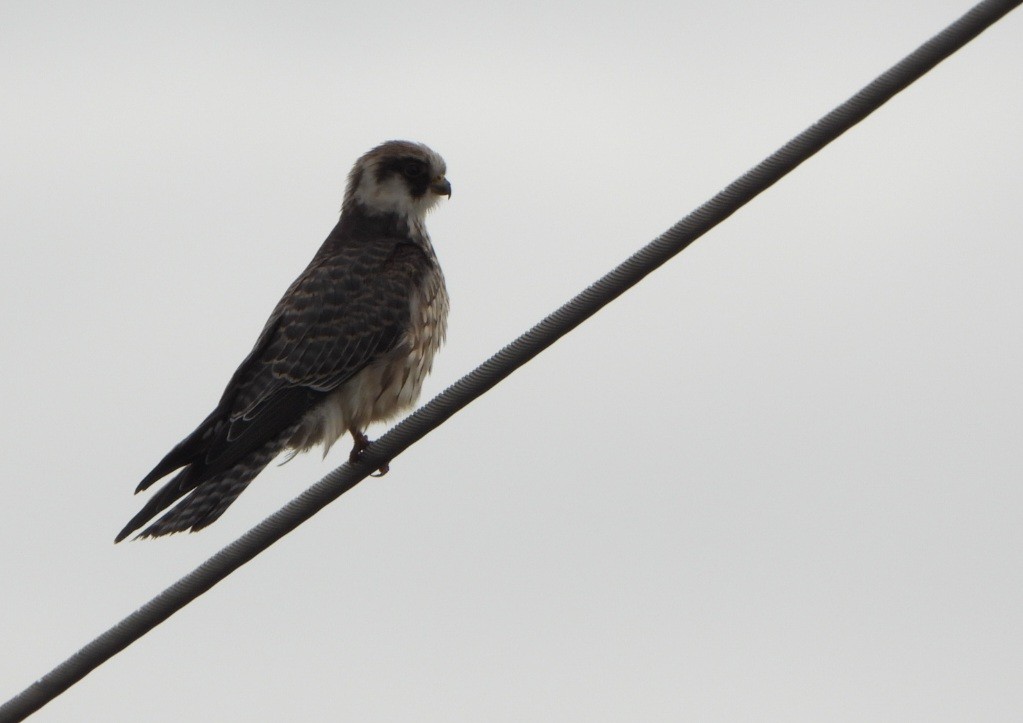 Red-footed Falcon - ML641899488