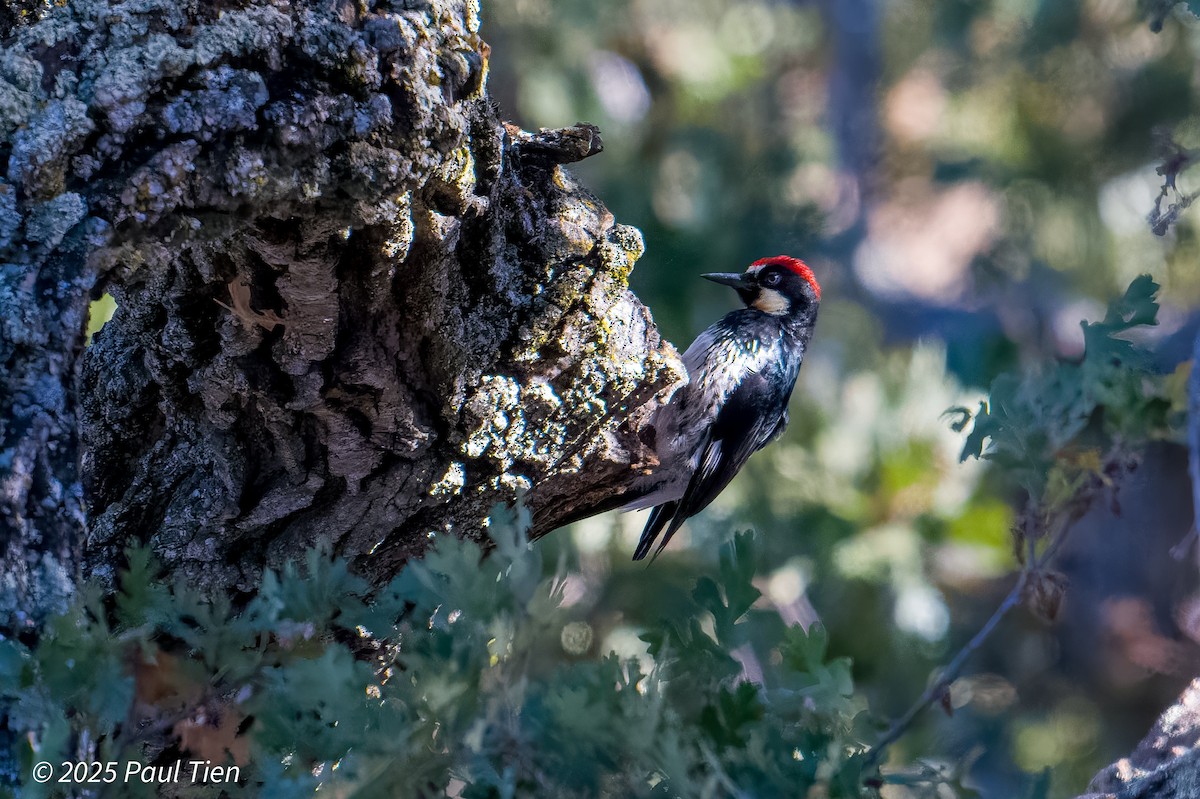 Acorn Woodpecker - ML641899506