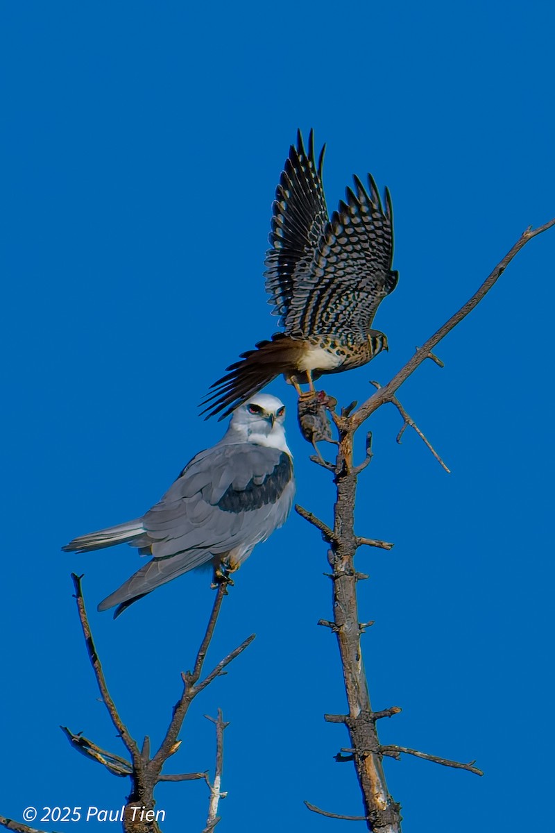 American Kestrel - ML641899515