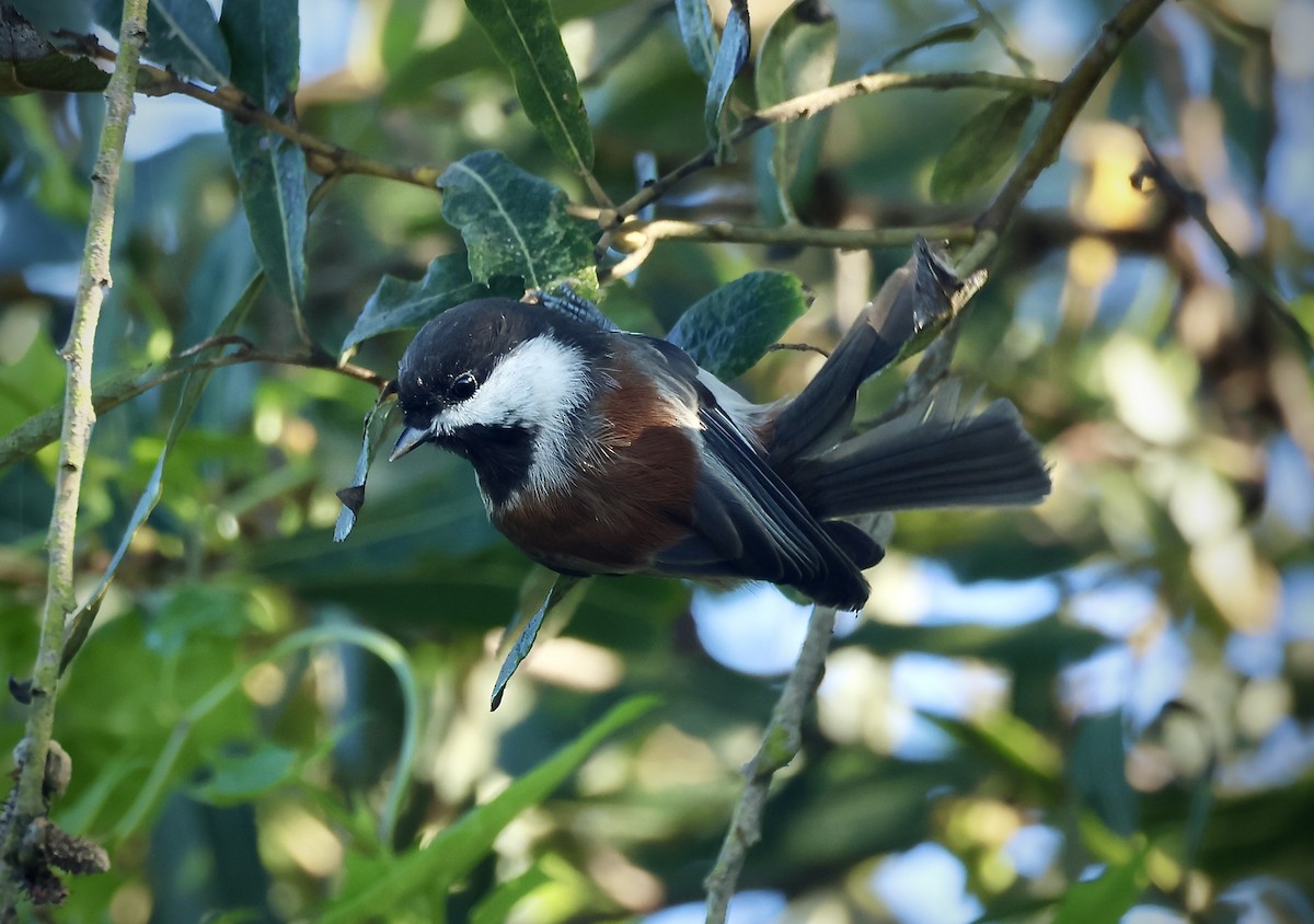 Chestnut-backed Chickadee - ML641899527