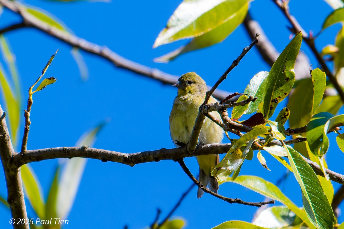 Lesser Goldfinch - ML641899537