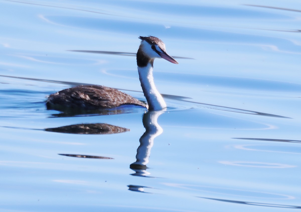 Great Crested Grebe - ML641899545