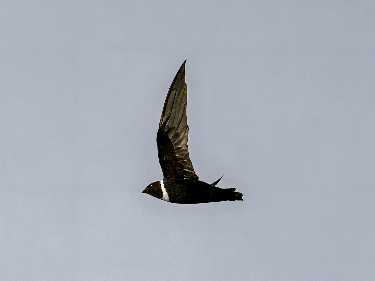 White-collared Swift - ML641899549