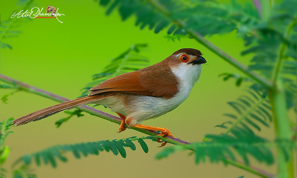 Yellow-eyed Babbler - ML641899551