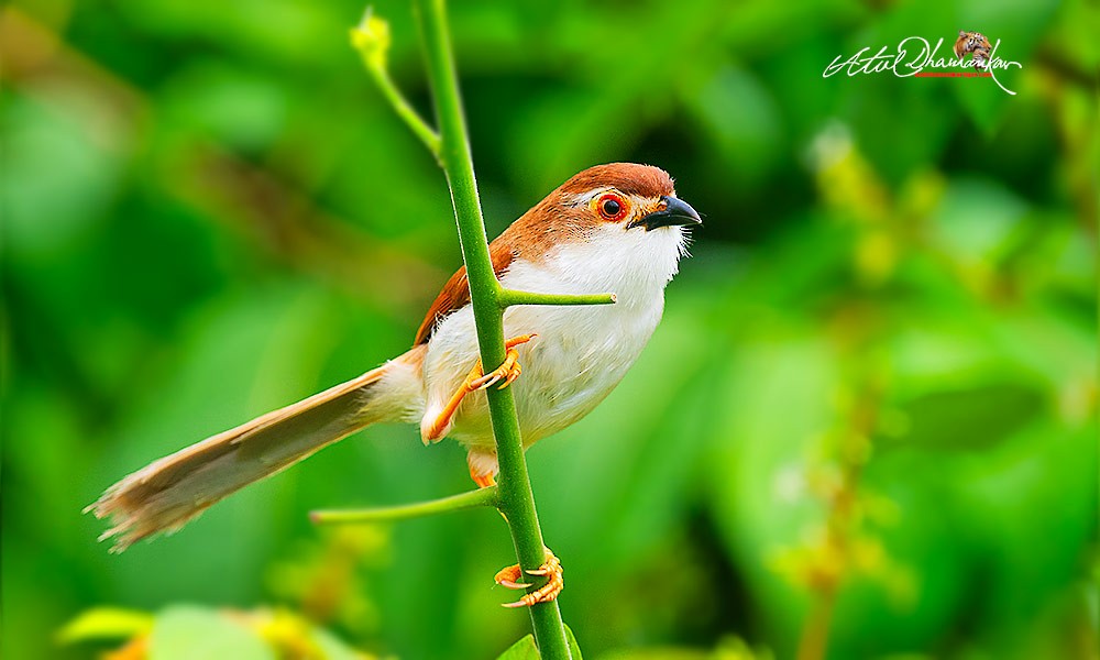 Yellow-eyed Babbler - ML641899552