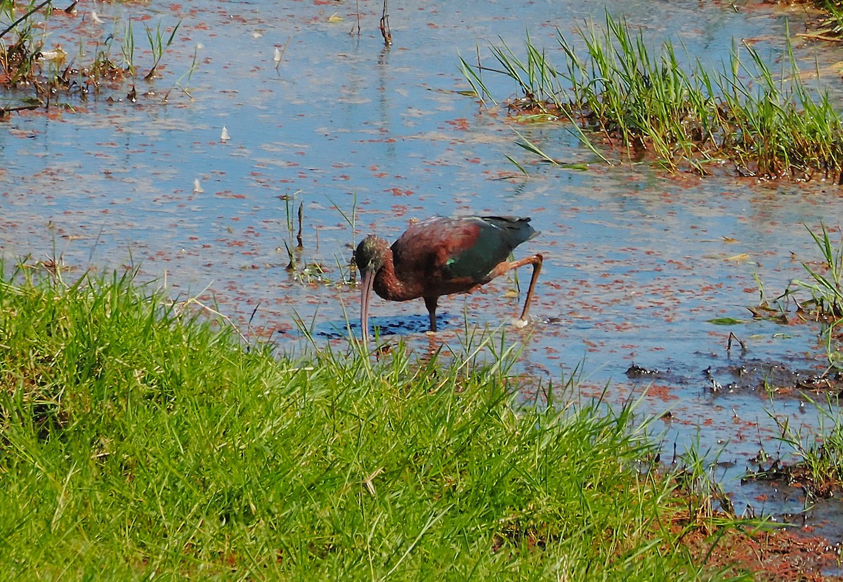Glossy Ibis - ML641899566