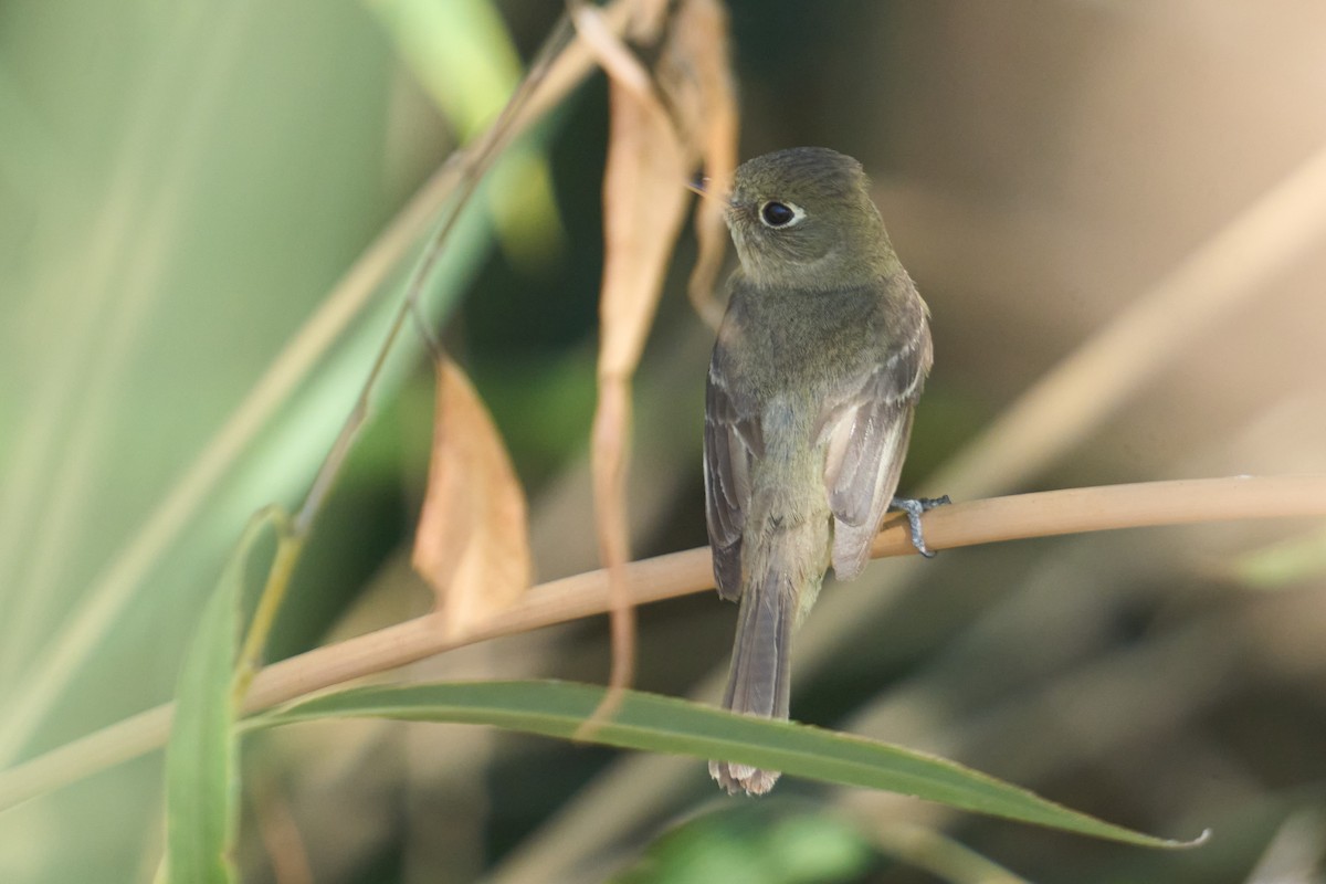 Western Flycatcher - ML641899567
