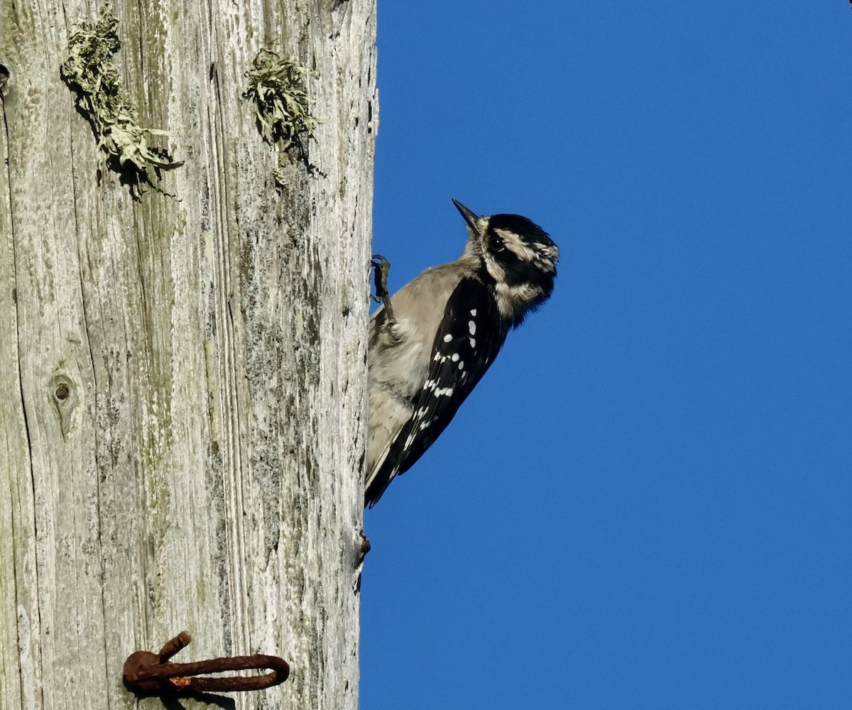 Downy Woodpecker - ML641899568