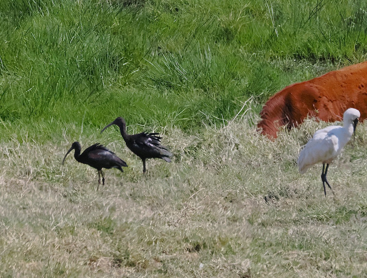 Glossy Ibis - ML641899571