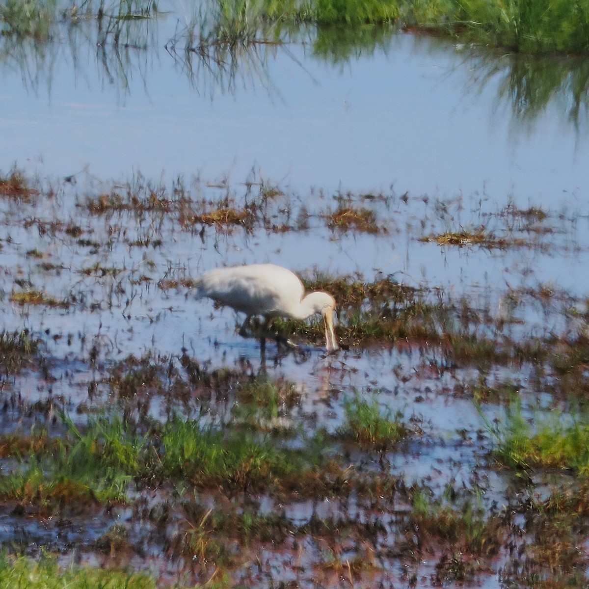 Yellow-billed Spoonbill - ML641899581