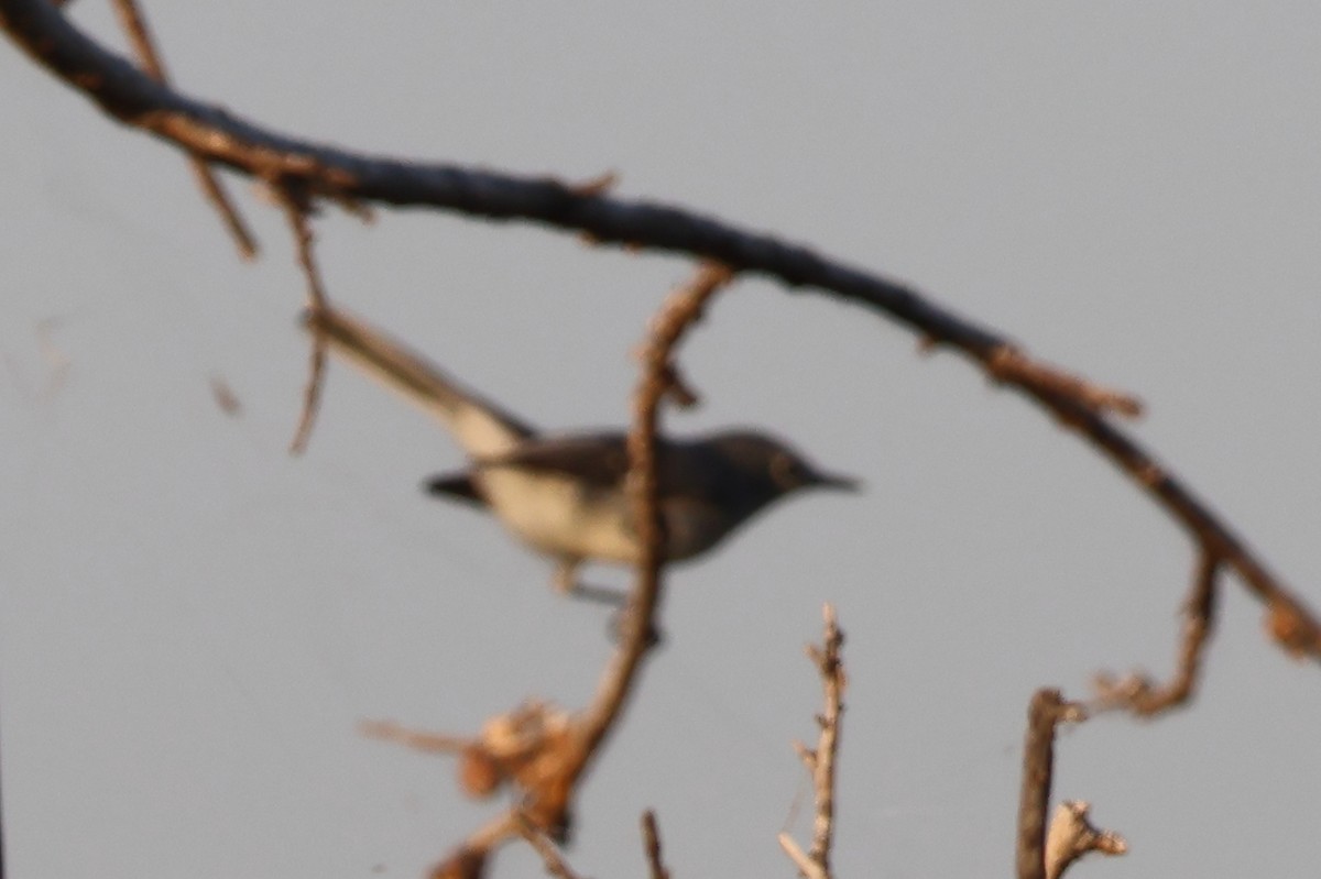 Blue-gray Gnatcatcher - ML641899584
