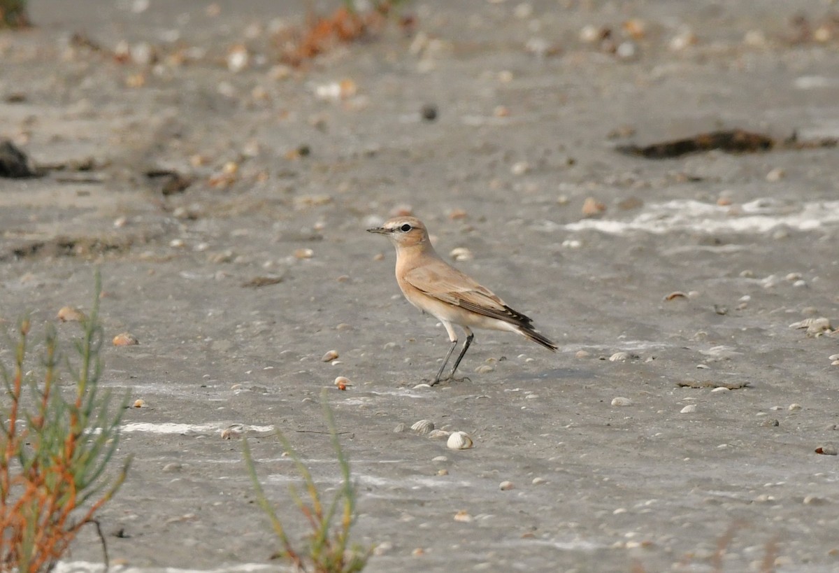 bělořit plavý - ML641899586