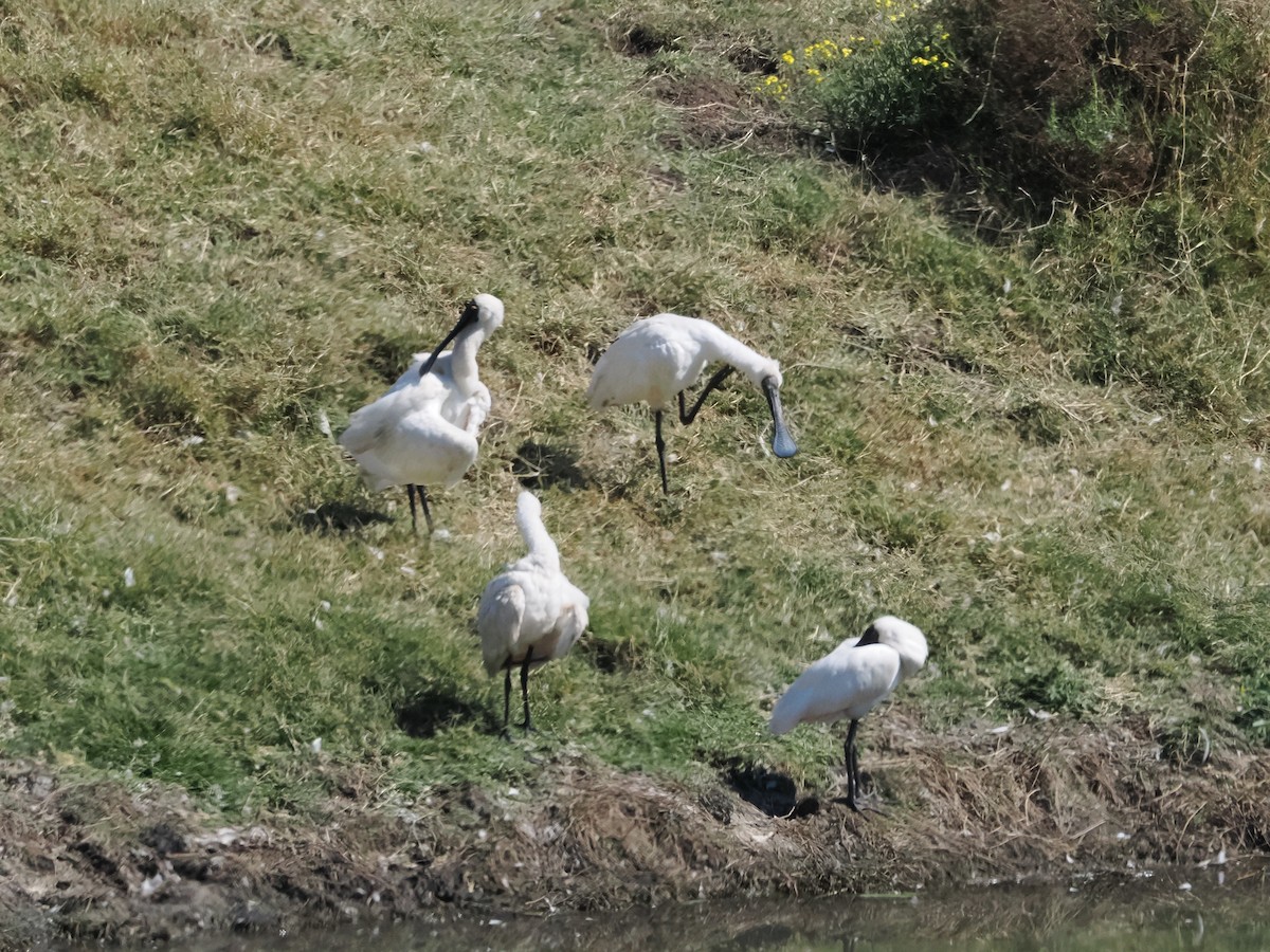 Royal Spoonbill - ML641899588
