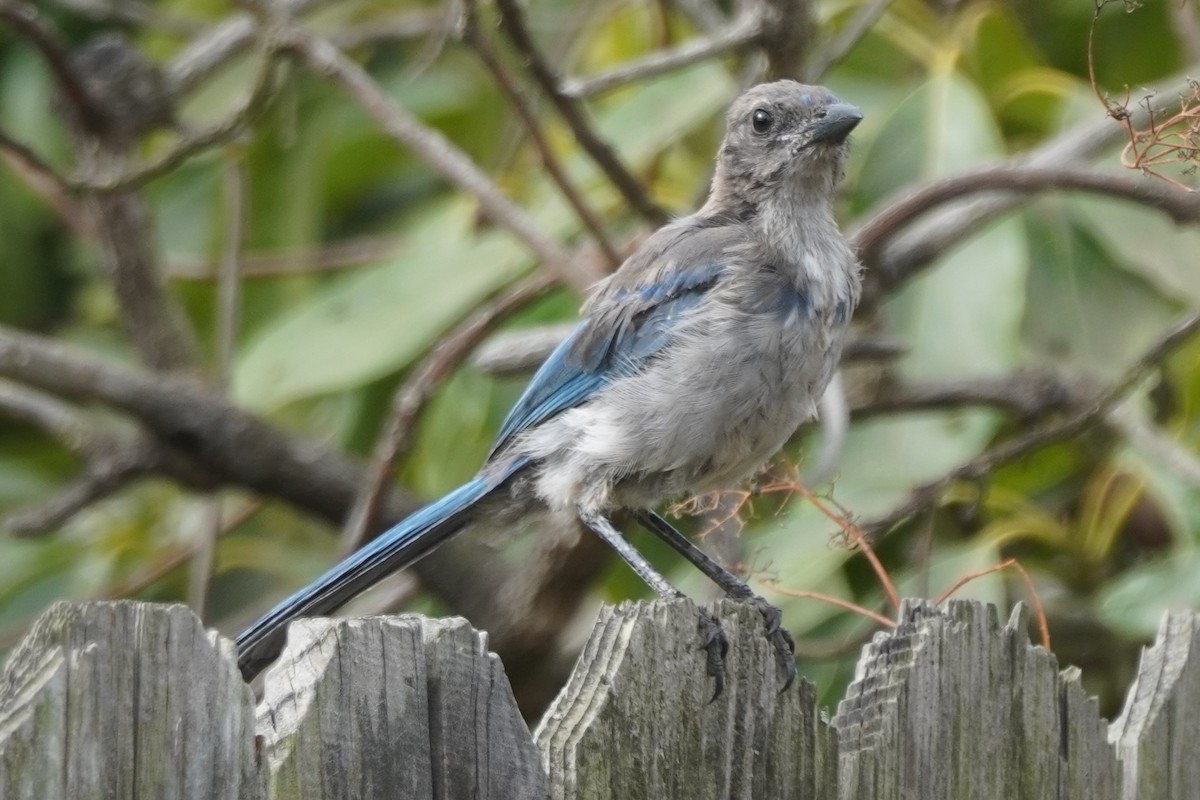 California Scrub-Jay - ML641899593