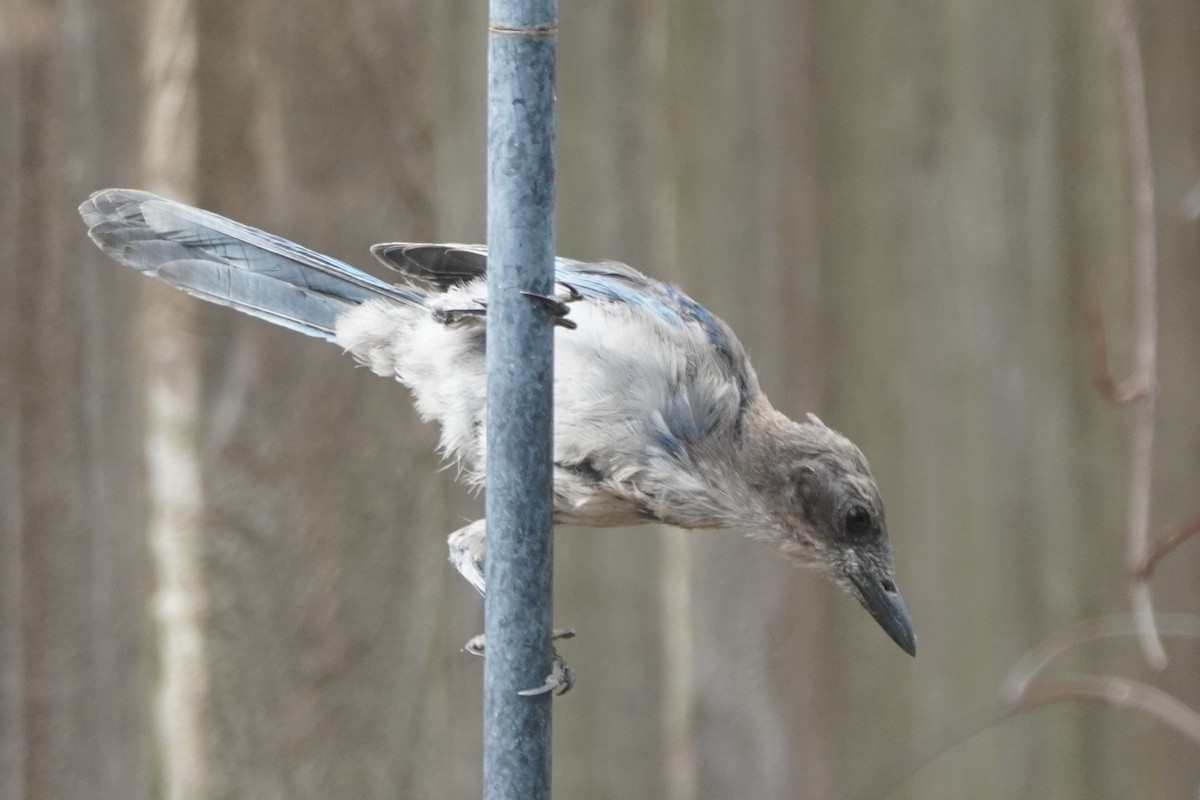 California Scrub-Jay - ML641899594