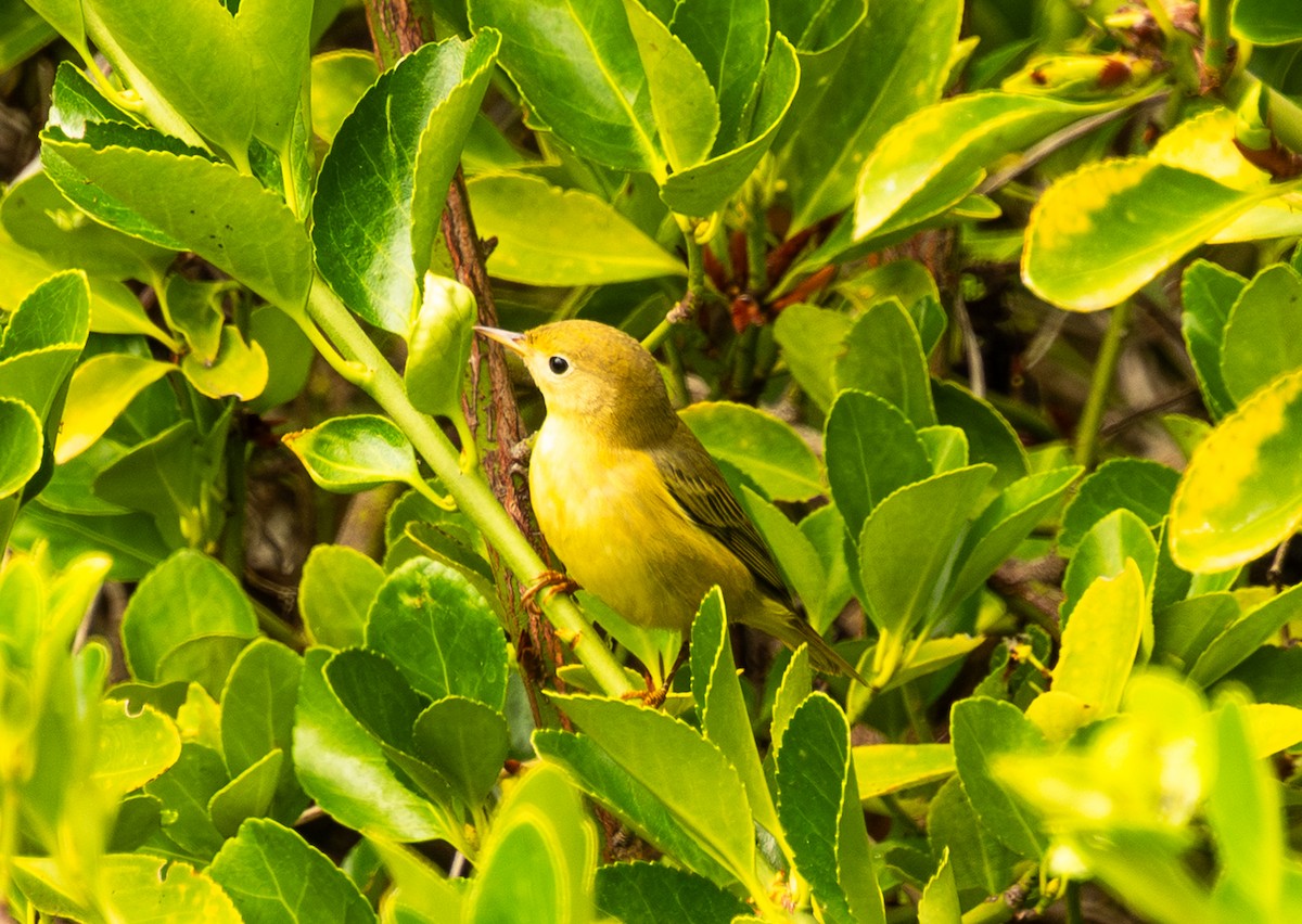 Paruline jaune - ML641899595