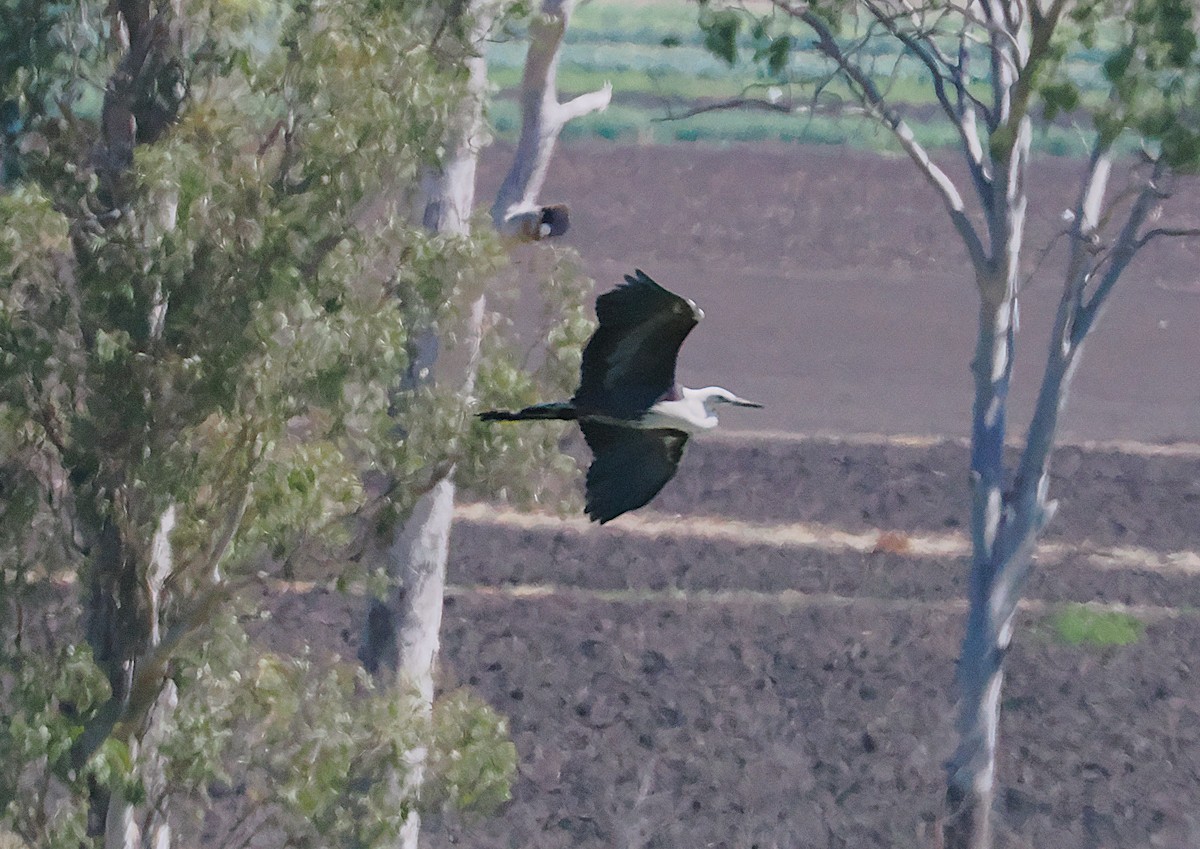 Pacific Heron - ML641899596