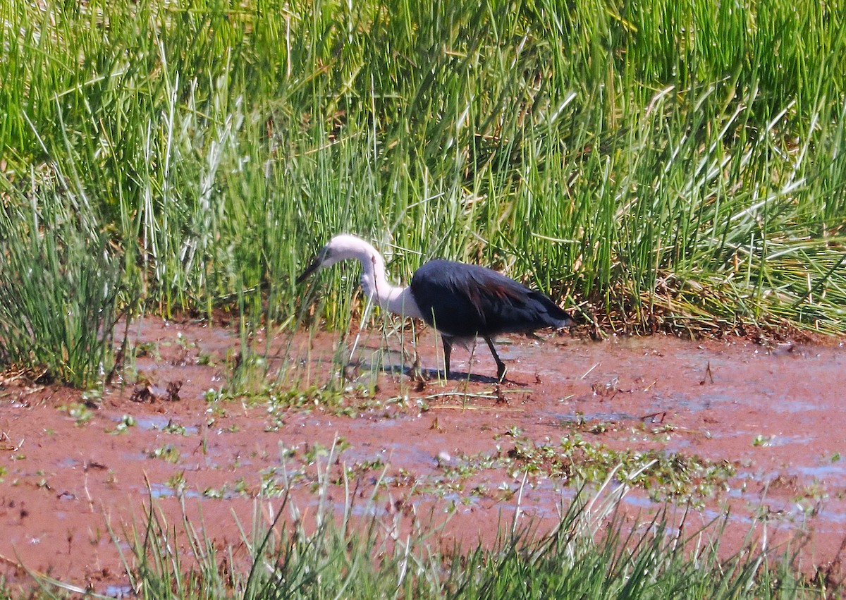 Pacific Heron - ML641899597