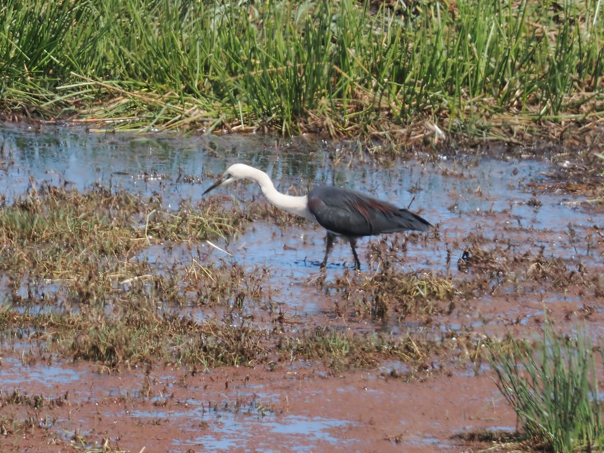 Pacific Heron - ML641899598